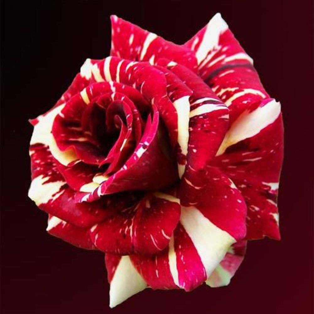 Meet your Posher, Rose
